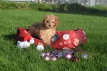 Cavapoo (reu) 36313