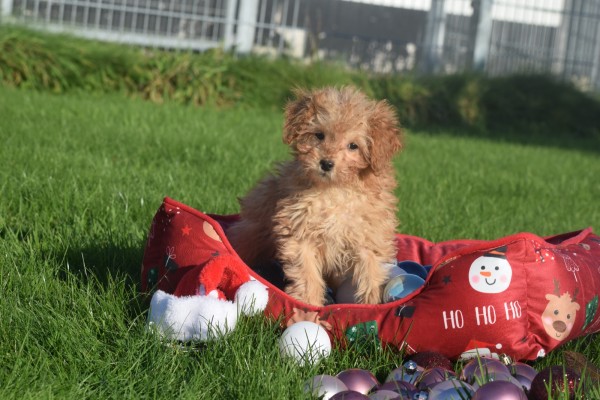 Cavapoo (reu) 36313