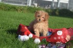 Cavapoo (reu) 36313