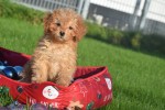 Cavapoo (reu) 36313