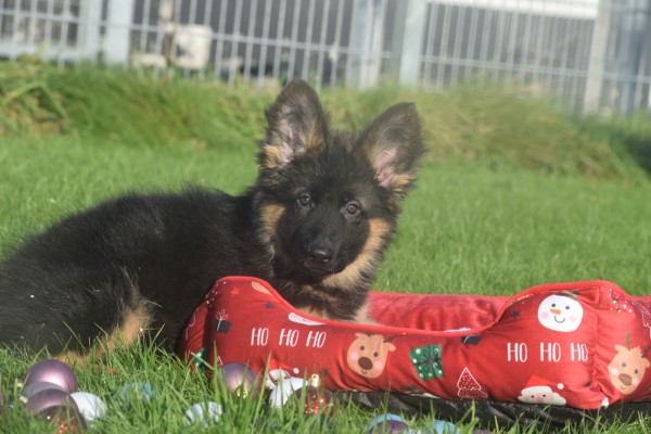 Duitse herder (teef) 96756