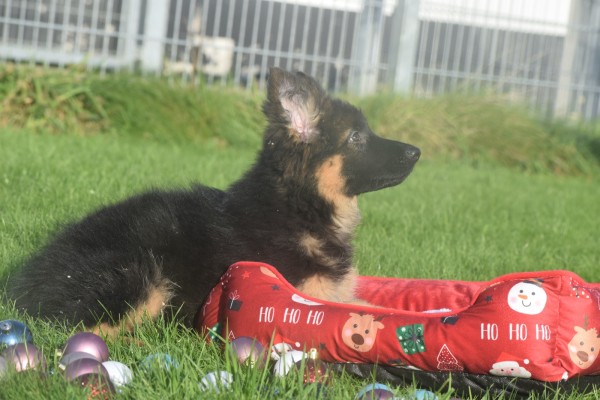 Duitse herder (teef) 96756