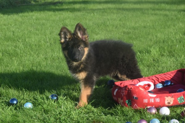 Duitse herder (teef) 96756