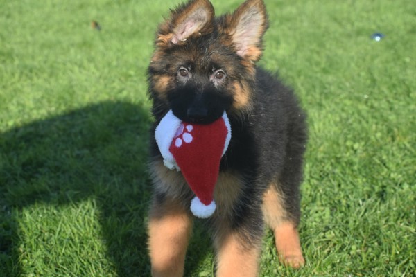 Duitse herder (teef) 96755