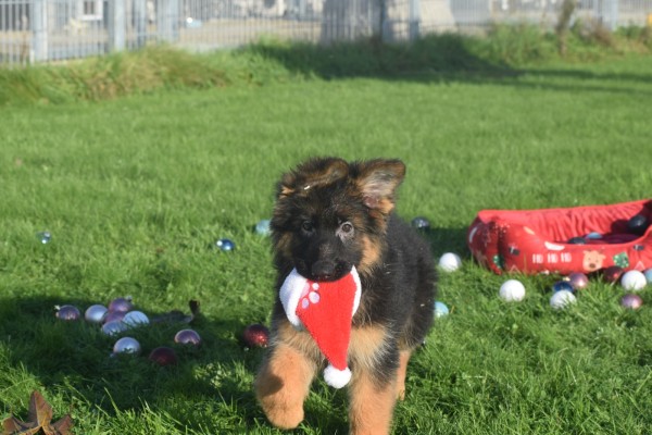 Duitse herder (teef) 96755