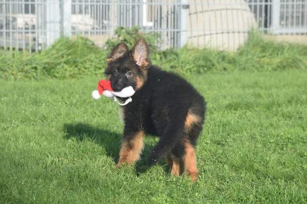 Duitse herder (teef) 96755