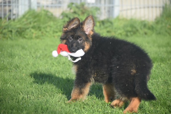 Duitse herder (teef) 96755