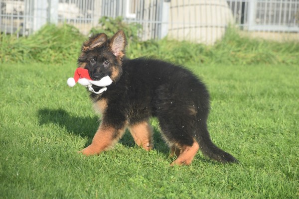 Duitse herder (teef) 96755