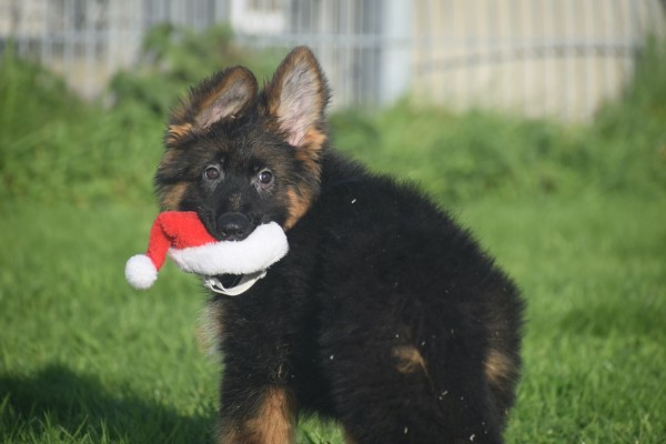 Duitse herder (teef) 96755