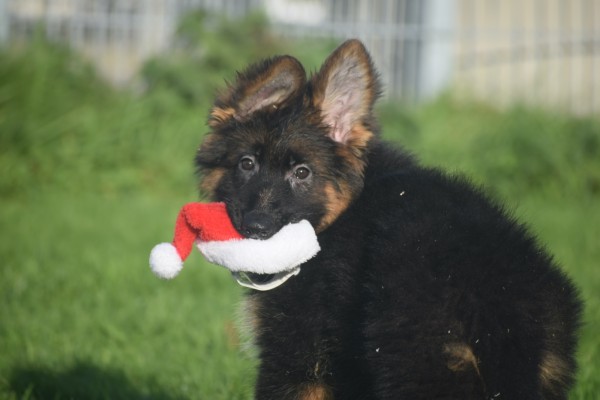 Duitse herder (teef) 96755