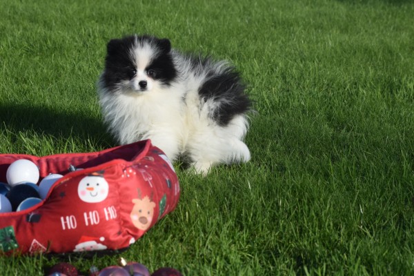 Spitz allemand (reu) 06761