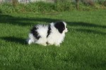 Spitz allemand (reu) 06761