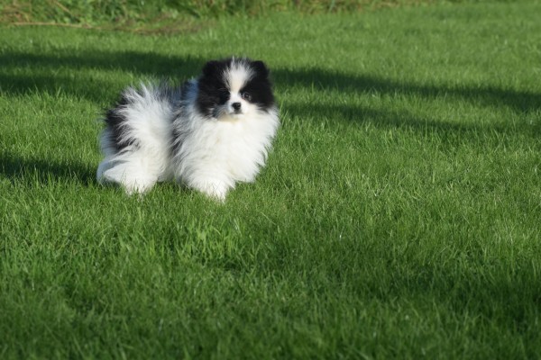 Spitz allemand (reu) 06761