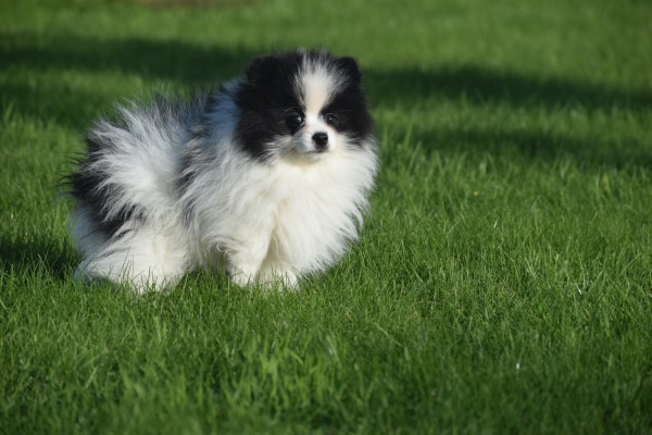 Spitz allemand (reu) 06761