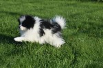 Spitz allemand (reu) 06761