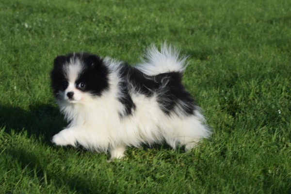 Spitz allemand (reu) 06761