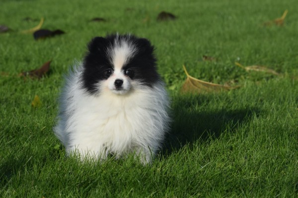 Spitz allemand (reu) 06761