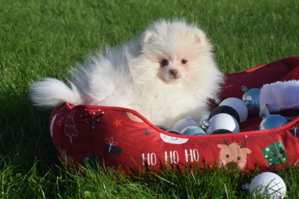 Spitz allemand (reu) 06762