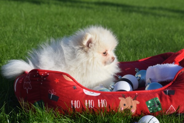 Spitz allemand (reu) 06762