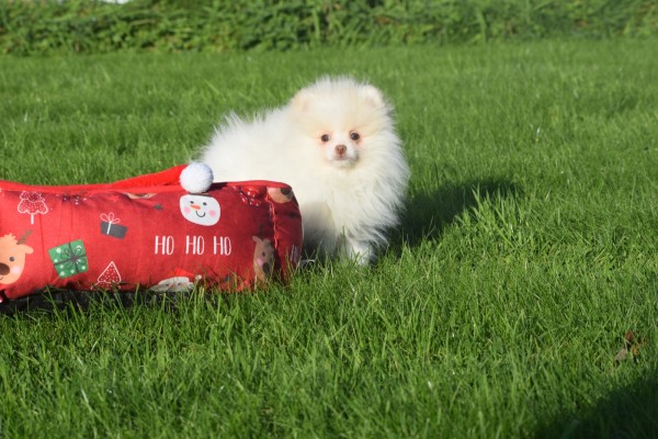 Spitz allemand (reu) 06762