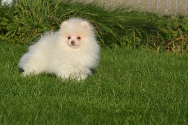 Spitz allemand (reu) 06762