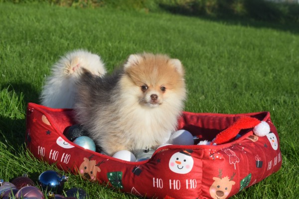 Spitz allemand (reu) 06763