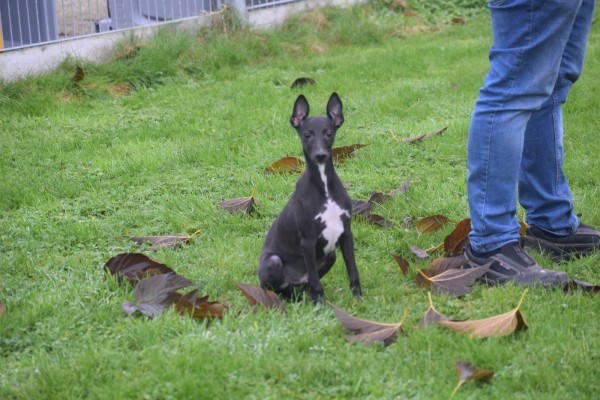 Whippet (reu) 80862
