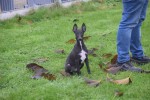 Whippet (reu) 80862