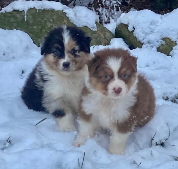 Australische herder nestje 