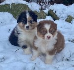 Australische herder nestje 