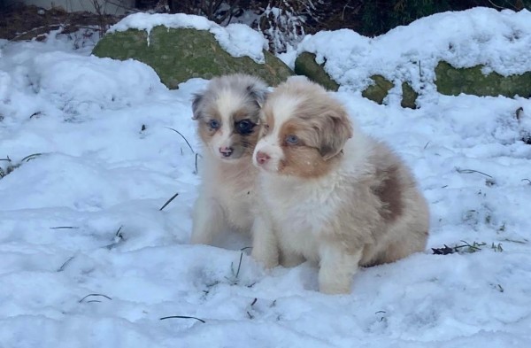 Australische herder nestje 