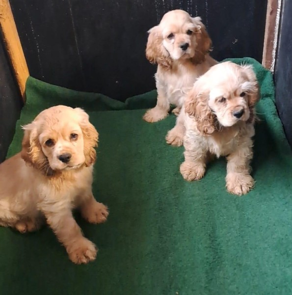 Amerikaanse cocker nestje 