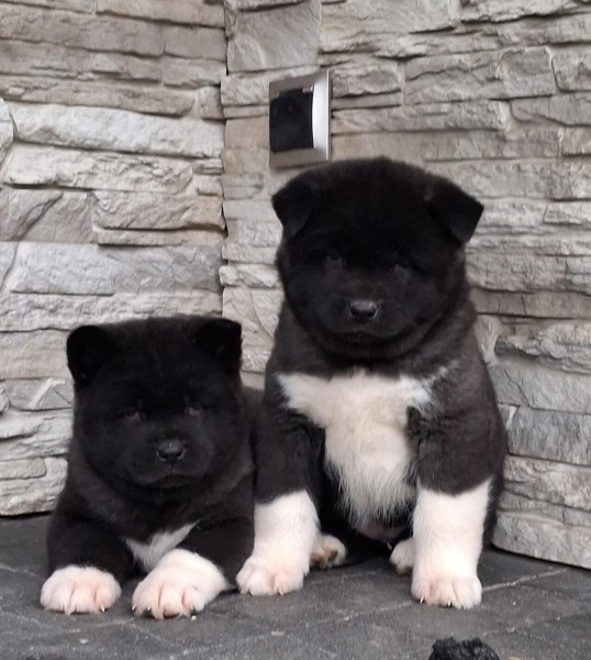 Akita inu nestje 
