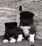 Akita inu nestje 