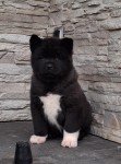 Akita inu nestje 