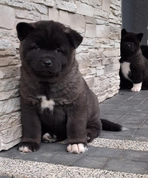 Akita inu nestje 