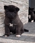 Akita inu nestje 