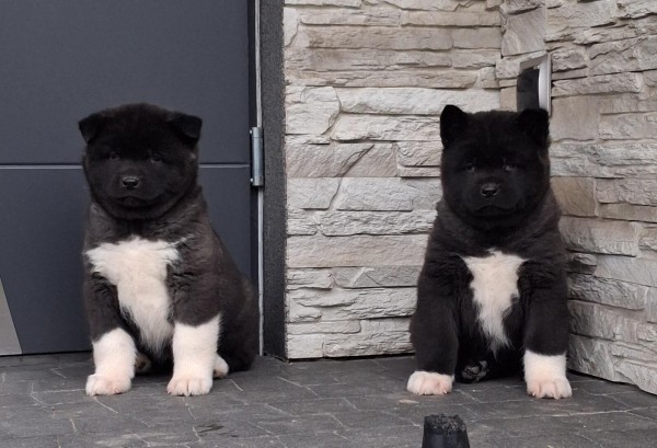 Akita inu nestje 