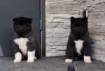 Akita inu nestje 