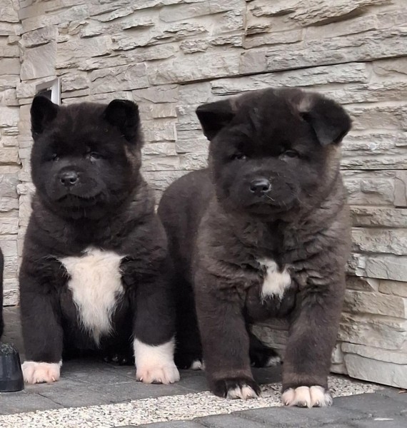 Akita inu nestje 
