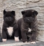 Akita inu nestje 