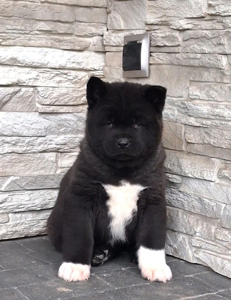 Akita inu nestje 