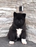 Akita inu nestje 