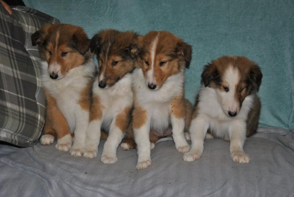 Schotse collie nestje 