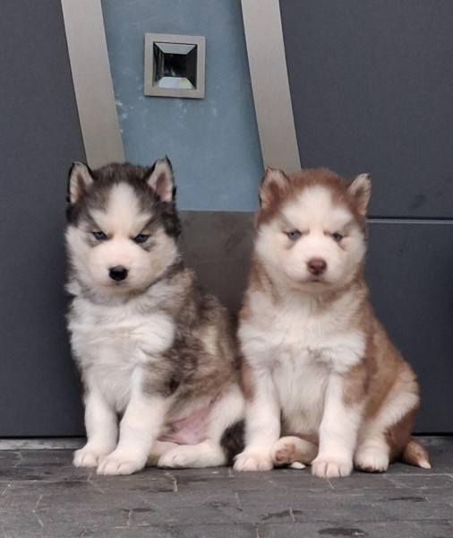 Siberische husky nestje 
