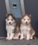 Siberische husky nestje 