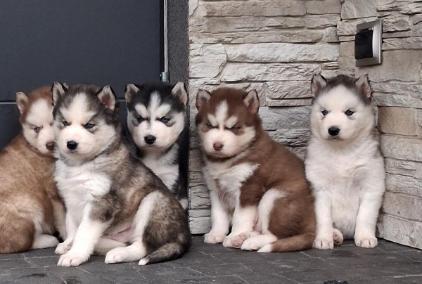 Siberische husky nestje 