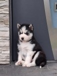Siberische husky nestje 