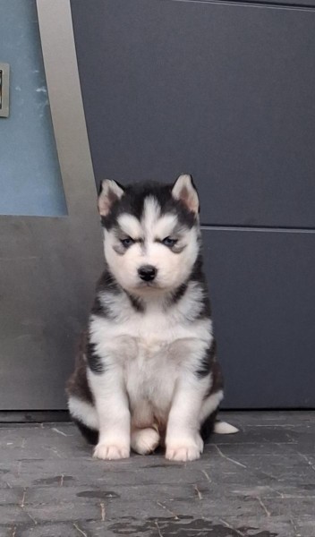 Siberische husky nestje 