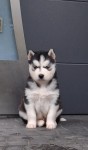 Siberische husky nestje 